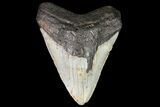 Huge, Fossil Megalodon Tooth - North Carolina #75530-1